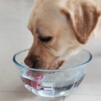 犬の『飲み水』は毎日変えるべき？交換を怠ってしまうと起こる悪影響まで