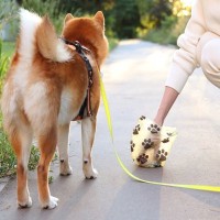 犬の『ウンチ』危険な状態4選　今すぐ病院に連れて行くべき色や形とは？
