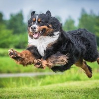 犬が急に走り出す『4つの心理』突然愛犬のスイッチが入るのはなぜ？やめさせる方法はあるの？