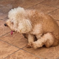 犬が『おしりを地面に擦り付ける』理由4選　考えられる要因や病院を受診する目安まで