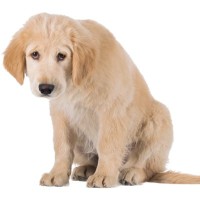 犬の『プライド』を傷つける絶対NG行為5選　愛犬の自尊心が低下してしまうとどうなるの？