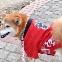 犬を『お祭り』に連れて行くべきではない5つの理由　起こりかねないトラブルから注意が必要なことまで