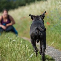 犬が『人に向かって突進』する理由3つ　駆け寄ってしまう心理からやめさせるための改善策まで