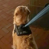 生後3ヶ月でママと離れてしまった大型犬→半年ぶりに駅で…涙が止まらない『再会の瞬間』が34万再生「涙腺崩壊した…」「なんていい家族」