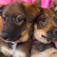 野犬の兄妹をレスキュー→1匹だけ家族が決まり、お別れの日がきたと思ったら…涙あふれる『まさかの展開』が3万再生「素晴らしい」と感動続々