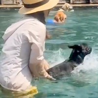 暑い日、犬をプールに連れて行った結果…思わず笑ってしまう『芸人並みのリアクション』が43万再生「表情がなんともｗｗ」「ルンルン最高」