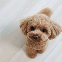 犬が飼い主に『抱っこ』をおねだりしているサイン4選　愛犬からの要求にすべき正しい対応とは？