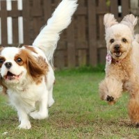 『元気いっぱいな犬種』5選　わんぱくな犬の共通点や迎える際に気をつけるべきことまで