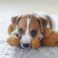 犬が『独り占めしたい』と思う物3つ　奪われたくない理由から飼い主が注意すべきことまで