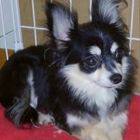 ケージから出ようとしない元繁殖犬…毎日『かわいいね』と話しかけた結果→感動的な『数年後の光景』に「なんて素敵な物語」「絆感じる」と絶賛