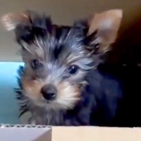 『真っ黒で小さな赤ちゃん犬を飼った』と思っていたら…同じ犬とは思えない『劇的なビフォーアフター』に驚き「全く違う」「かわいい」と反響