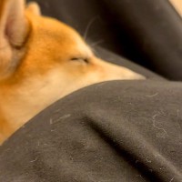 妊婦さんのお腹に頭を乗せている犬→赤ちゃんが動いた瞬間…尊すぎる『愛おしい反応』に反響「いいお姉ちゃんになる」「可愛い…癒やし」の声