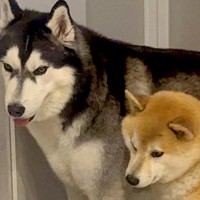 父が玄関先で来客対応→気付いた2匹の犬たちが…想像もしなかった『人間のような行動』が156万表示「めちゃ可愛い」「教科書に載せるべき」