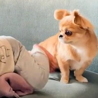 家の中を動き回れるようになった赤ちゃん→そばで見ていた犬が…愛情にあふれた『尊い行動』に「素敵なお姉さん」「守ってるんだね」と感動の声