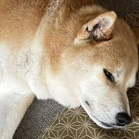 短期間でおじいちゃんとおばあちゃんを亡くした犬→祭壇の前で…思わず涙する『まさかの行動』に6万いいね集まる「泣けた」「分かってる」と感動