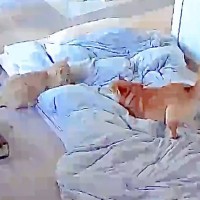 朝、機嫌が悪かった犬→猫と喧嘩していないか心配になり…見守りカメラに映った『まさかの光景』が217万表示の反響「ずっと見てたい」「素敵」