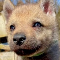 『つぶらな瞳の赤ちゃん犬』かと思っていたら→1年後…もはや別の犬？『カッコよすぎる成長』に「素晴らしい」「オオカミにしか見えない」と反響