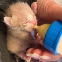 会社で見つけた『体重わずか117グラムの赤ちゃん猫』を保護→必死に生きようとする姿を見た犬が…種族を超えた『尊い光景』に18万再生の反響