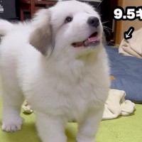 かわいらしい超大型犬の赤ちゃん→2年後、体重43キロに達し…もはや襲撃レベルな『衝撃の甘え方』が689万再生「攻撃力４倍ｗ」「激しい」