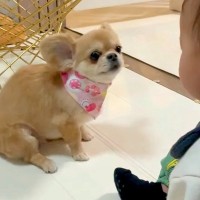 面白い動きで赤ちゃんを笑わせる犬→ギャップがすごい『カッコよすぎる去り際』に44万再生の反響「最高ｗｗ」「クールで草」と爆笑続々