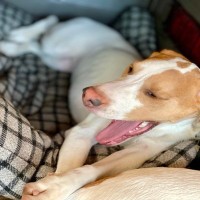 犬が『飼い主の帰宅』に無関心なときの理由4つ　素っ気なく感じる愛犬の心理から適切な接し方まで