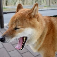 犬が『緊張しているとき』にみせる表情や仕草3つ　愛犬の不安な気持ちを和らげる方法とは