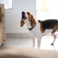 犬が早朝になると吠えてしまう原因4つ　落ち着かせる方法はある？取るべき対処法を解説