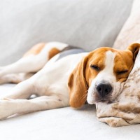 犬が『眠っている』ときにやってはいけない絶対NG行為5選　あなたの行動が愛犬に過度な負担を与えることも…