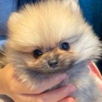 不妊治療で通った病院→帰りに必ず立ち寄るお店で…運命としか思えない『天使たちとの出会い』と『現在の光景』に反響「尊すぎる」「とても素敵」