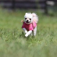 愛犬が『おいでに反応してくれない』理由とは　呼んでも来てくれないのは、嫌われているから？