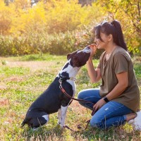 愛犬に『おすわり』を楽しく教える3つのスモールステップ　座ってからご褒美をあげるのでは遅い？