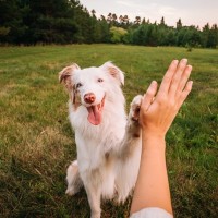 犬が信頼関係を築けている時に見せる行動6選！信頼される方法と関係作りのコツを解説