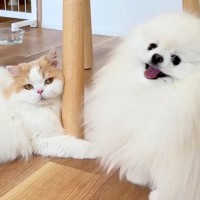 仕事のため1週間の外出→帰宅後、お留守番をしていた犬と猫が…涙あふれる『想像を超えるリアクション』に「愛しかない」「感動した」と絶賛