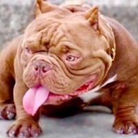 一目惚れした『ムキムキで厳つい犬』を飼おうと決意→実際に見てみたら…想像と180度違う『衝撃的な赤ちゃん姿』が143万再生「可愛すぎ」