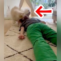 床に寝ていたら『犬の優しい行動』に感動→もう1匹も近づいてきて…真逆すぎる『まさかの展開』が20万再生「優しい」「役割分担ｗ」と反響