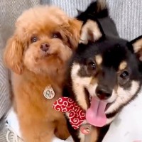 犬2匹に『ハウス』と言った結果→ケージに入ったと思ったら…思わず悶絶する『予想外の行動』が84万再生「可愛すぎてAIかとｗ」「天使」