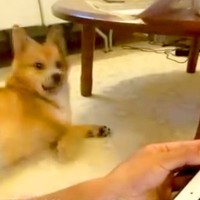 タブレットでお絵描き→画面を消した瞬間、爆睡していた犬が…『すさまじく速い反応』に24万再生の反響「口角可愛い」「めっちゃ分かるｗ」