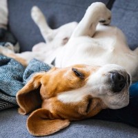 犬が寝ている時にする『不思議な行動』４つ　夢を見ているの？愛おしい仕草の理由とは