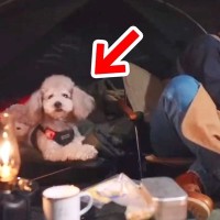 お父さんとキャンプに出かけた犬→普段は温厚なのに…突然ブチギレた『まさかの瞬間』が272万再生「勇敢な姿に感動」「頼もしい相棒」と絶賛