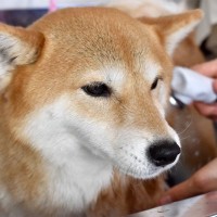 犬が『強がっている』ときにみせるサイン5選　愛犬はどんなときに無理をしてしまうの？