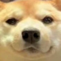 Web会議に参加した犬→映像を見返してみたら…普段と違いすぎる『もはや別犬な光景』に2万いいね「輪郭がｗｗｗ」「まん丸で可愛い」と反響