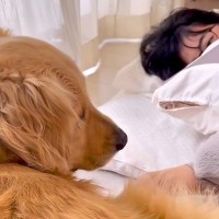 高熱で寝込む女の子→大型犬が様子を見に来て…普段は絶対にしないという『優しすぎる行動』が16万再生「ほんとに愛おしい」「愛を感じる」