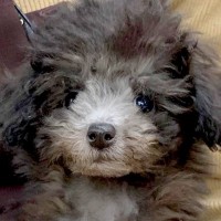 『真っ黒な子犬を飼った』と思っていたら…もはや別の犬レベルな『成長後の激変ぶり』が22万再生「昔も今もめちゃんこ可愛い」「男前」と反響