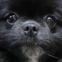 赤ちゃんポメラニアンを保護→16日後に撮影したら…『子グマにしか見えないｗｗ』まさかのお姿に1万いいね集まる「ぬいぐるみ過ぎる」と絶賛