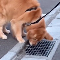 散歩中の大型犬が『なぜか足を止めた』と思ったら…予想外すぎる『まさかの行動』が16万再生「笑っちゃったｗ」「普通避けるのにｗ」と反響