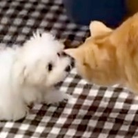 赤ちゃん犬と先住猫が出会った結果…初対面とは思えない『あまりにも尊い瞬間』に2万いいねの反響「警戒心ゼロｗ」「サイズ感にびっくり」と絶賛