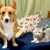 『猫にチューして』と犬に伝えた結果…思ったよりも激しい『まさかの光景』が75万再生「最後のドヤ顔たまらんｗ」「にゃんこ迷惑そうで草」