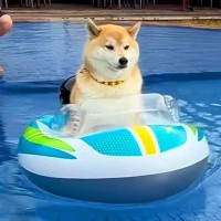 プールで浮き輪に乗る柴犬→『楽しんでいるな』と思ったら…1時間後の『まさかの光景』が60万再生「親泣かせｗｗ」「過去一笑った」と反響