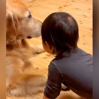 寝る時間になったら、赤ちゃんが大型犬に近づいて…あまりにも尊い『おやすみなさいの行動』が9万再生「素敵すぎる」「可愛い」と悶絶