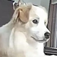 『ライオンキングかな？』おとなしくお留守番する犬→子犬時代を振り返ってみたら…まさかの光景に反響「可愛い」「イタズラしないのすごい」